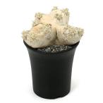 一点物パキポディウムブレビカウレ恵...