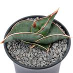 （多肉植物）サンスベリア　ロリダ　３〜３．５号（１鉢）