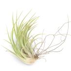 エアープランツチランジアイオナンタ...