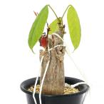 一点物プセウドボンバックスエリプテ...