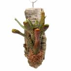 ショッピングテラリウム （観葉植物）バージンコルクプランツ　ブロメリア　ネオレゲリア　タイガーカブ（１個）