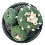 （多肉植物）一点物　サボテン　ロフォフォラ　翠冠玉　４号（１鉢）
