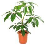 （観葉植物）ツピダンサス　７号（１鉢）