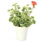 （観葉植物）ゼラニウム　斑入り　４号（１鉢）　アロマ　家庭菜園　クラフト　料理
