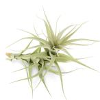 エアープランツチランジアナナマジョール