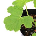 ( декоративное растение ) трава рассада герань libifolium3 номер (1 pot ) aroma огород craft кулинария 