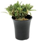 一点物ドルステニアフォエチダクリス...