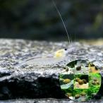 ( креветка ) Yamato пресноводная креветка snow белый (2 шт )+ случайный kanoko.(B товар )(3 шт ) Hokkaido * Kyushu авиапочта необходимо теплоизоляция 