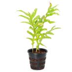 （観葉植物）一点物　シダ　ドリナリア　クエルキフォリア　斑入り　ＸＬサイズ　７号（１鉢）（３５３４５１）