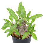 パキポディウムマカイエンセ３号