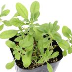 ( декоративное растение ) трава рассада мыло wa-to trailing 3 номер (1 pot ) огород 