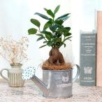 ガジュマルブリキのジョーロココヤシ...