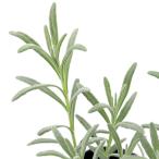 ( декоративное растение ) трава рассада лаванда la van Gin Impress лиловый 3 номер (1 pot ) огород 