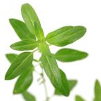 ( декоративное растение ) трава рассада шалфей Cherry шалфей laz Berry royal 3 номер (1 pot ) aroma огород craft кулинария 