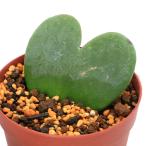 ( декоративное растение ) шт ..! Rav Rav Heart 2~2.5 номер (1 горшок ) Hoya машина Lee ( автомобиль m Sakura Ran )