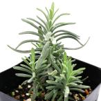 ( декоративное растение ) трава рассада лаванда крыло lishuro Don розовый 3 номер (1 pot ) огород 