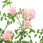 ショッピングほほえみ （観葉植物）ミニバラ　ほほえみ　７号（１鉢）