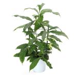 （観葉植物）クレロデンドルム　クラリンドウ　４号（１鉢）
