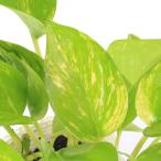 ( декоративное растение ) pothos teruno esprit 3 номер (1 pot )PVP