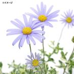 （観葉植物）ブルーデージー　斑入り　３〜３．５号（