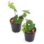 ( декоративное растение )bi шероховатость um растения fi rental p Mira Mini ma3cm pot (1 pot )