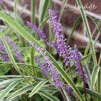 ( луговые и горные травы ). ввод ya Blanc 3.5~4 номер (1 pot )