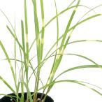 ( луговые и горные травы ) Susuki ( незначительный )himeto черновой Susuki (himetakano - Susuki )3 номер (1 pot )(.. состояние )