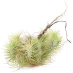 エアープランツチランジアフンキアナ...