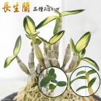 ( луговые и горные травы )chousei Ran ( Dendrobium moniliforme ) товар вид случайный 2.5~3 номер (1 горшок ) товар вид название. этикетка имеется (.. состояние )