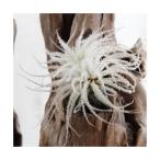 エアープランツチランジアテクトラム...