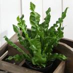 ( декоративное растение )sidaas pre niumpli Kaaz ma устрица 3 номер (1 pot )