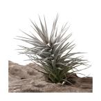 エアープランツチランジアアエラント...