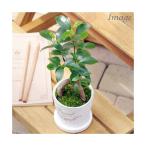 （観葉植物）小さい　インテリア　ガジュマル　フレグランドラウンドポットＸＸＳ植え（１鉢）受皿付　苔　鉢植え　おしゃれ　室内　プレゼント
