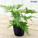 ( декоративное растение )doli OP te белка алый sida( Ellis rosola) 3~3.5 номер (1 pot )sida растения 