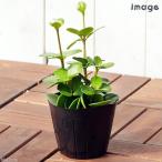 ( декоративное растение ) Pepe ro mia Hope 3 номер (1 pot )
