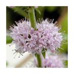 ( декоративное растение ) трава рассада Japan - ka. вид 3 номер (1 pot минут )(.. состояние )