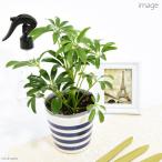( декоративное растение )shefrela Hong Kong 3 номер (1 pot )