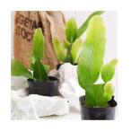 （観葉植物）月下美人（ゲッカビジン）　３号（１ポット）