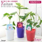 （観葉植物）タイタンビカス　花色おまかせ　３．５号（１ポット）　大型宿根性ハイビスカス
