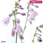 ( луговые и горные травы ) хоста (...) товар вид случайный 3~4 номер (1 pot )(.. состояние )