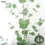 （観葉植物）ユーカリ　グニーユーカリ　４号（１鉢）