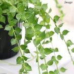（観葉植物）ディスキディア　ルスキフォリア（ミリオンハート）　２．５〜３号（１ポット）