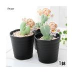 ( суккулентное растение )mesen Kei lidopsis стойка nsi-( деталь ) 2.5~3 номер (1 горшок )