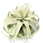 （観葉植物）エアープランツ　チランジア　キセログラフィカ　Ｍサイズ（１株）