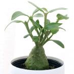 ( декоративное растение )hidonofitsum Papp дыра m2~3 номер (1 pot ) есть растения ko- Dex 