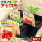 （観葉植物）果樹苗　沖縄　アセロラ　３．５号（１ポット）　家庭菜園　果物　フルーツ