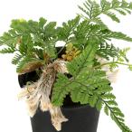 ( декоративное растение )tokiwa инструмент для проволоки b. кошка 2.5~3 номер (1 горшок )