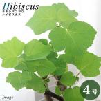 （観葉植物）サキシマフヨウ（先島芙蓉）　ハイビスカス　３〜４号（１ポット）