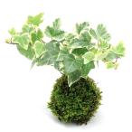 苔玉ヘデラ品種おまかせ
