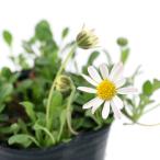 （観葉植物）ビバリウムプランツ　ヒメヒナギク（姫雛菊）　３ｃｍポット（１ポット）